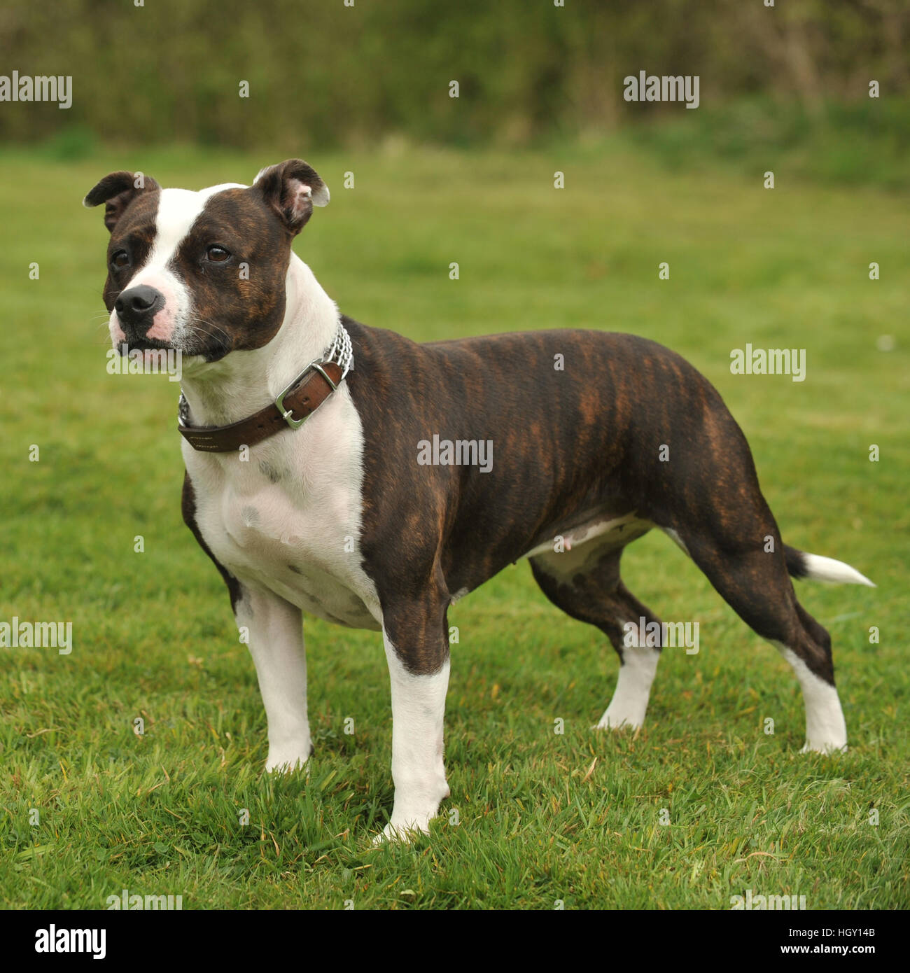 staffordshire bull terrier pied