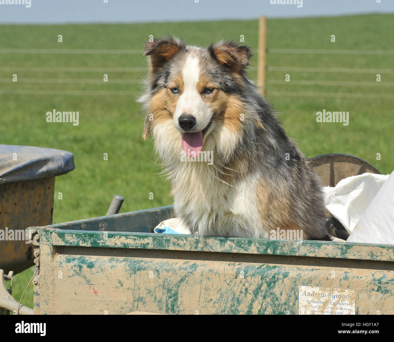 working collie Stock Photo