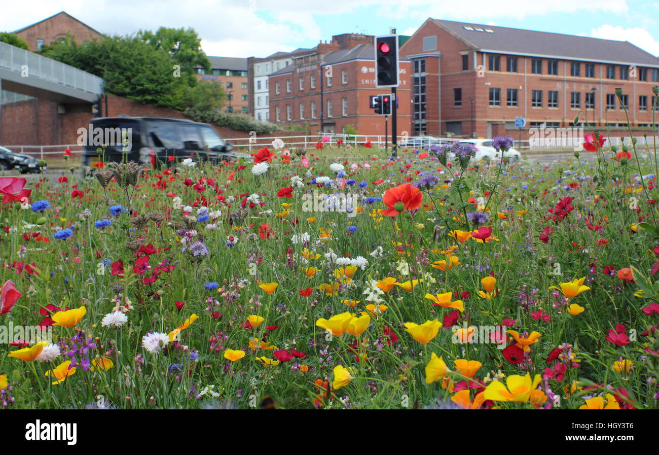 Urban wildflower meadow on a roundabout in the centre of Sheffield, a
