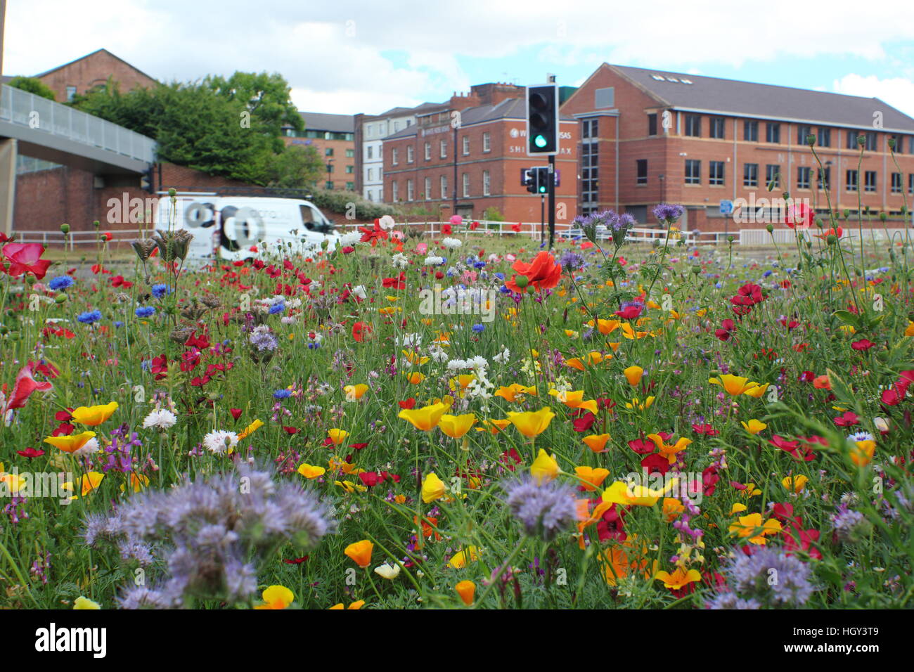 Urban wildflower meadow on a roundabout in the centre of Sheffield, a city in Yorkshire, Northern England UK - summer Stock Photo