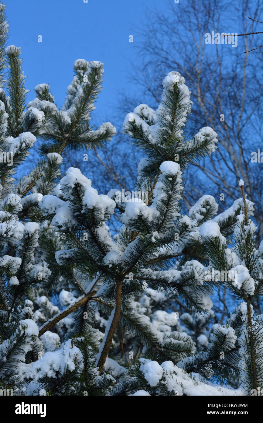 pine trees covered with snow Stock Photo - Alamy