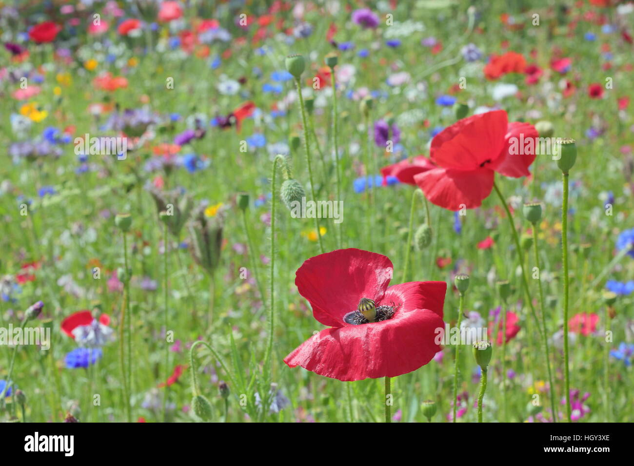 Poppies on summer meadow hi-res stock photography and images - Alamy