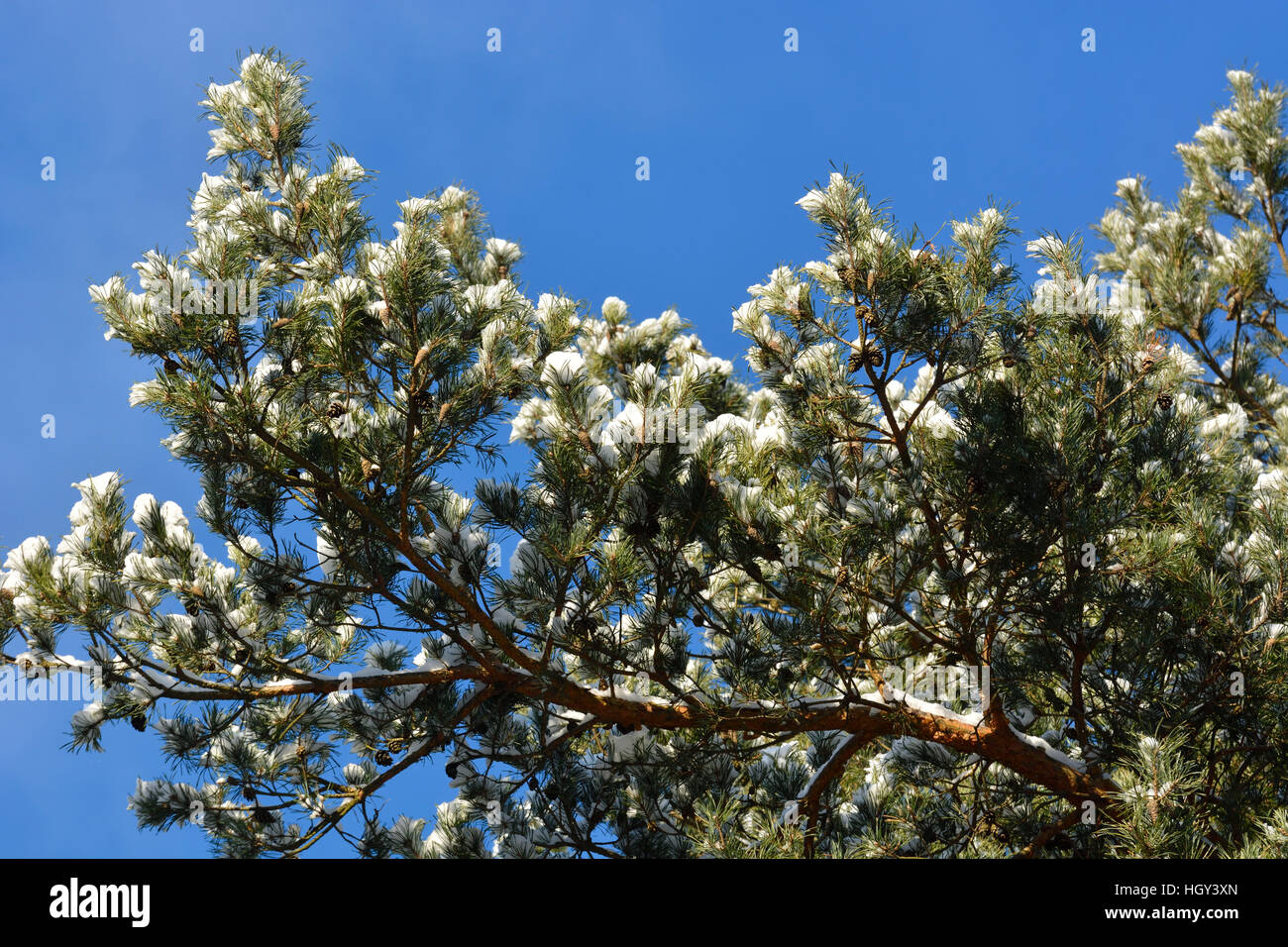 pine trees covered with snow Stock Photo - Alamy