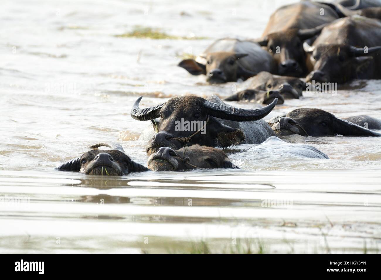 Thai water buffalo swiming in the river Stock Photo