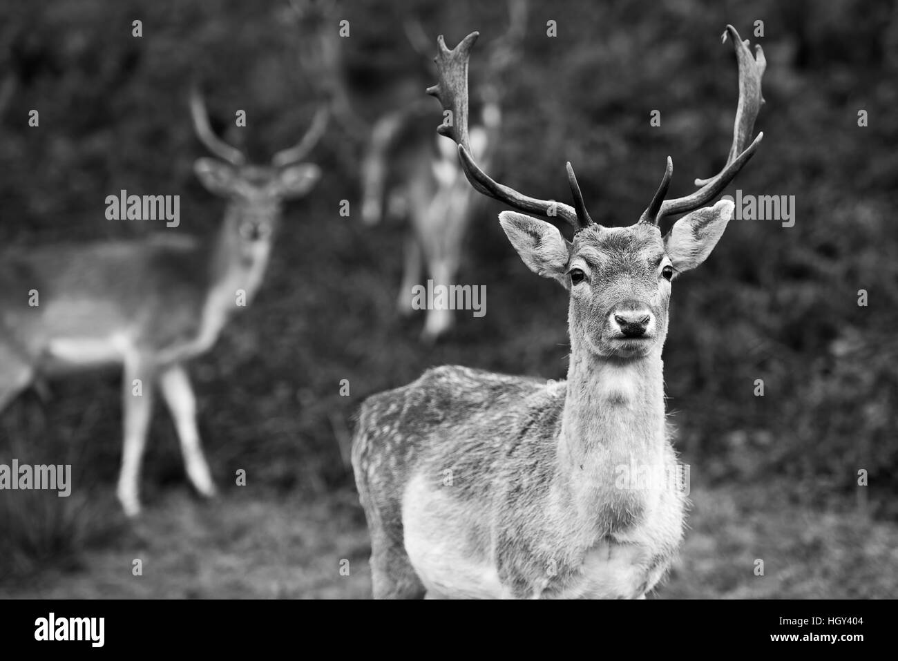Deer antlers black and white stock photos deer antlers black and
