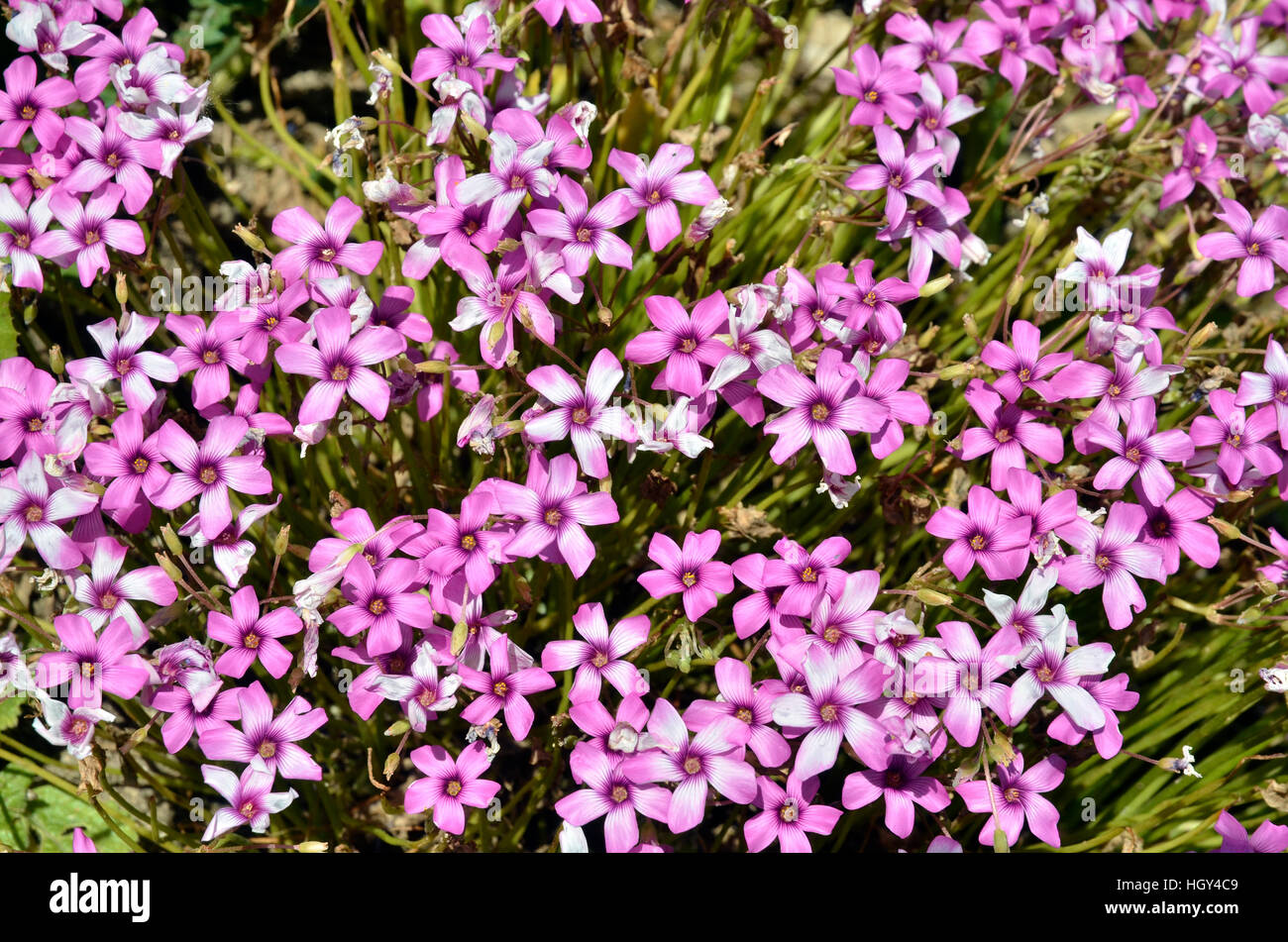 Closeup pink flowers genus silene in the dunes of the peninsula of Quiberon in Brittany in France Stock Photo