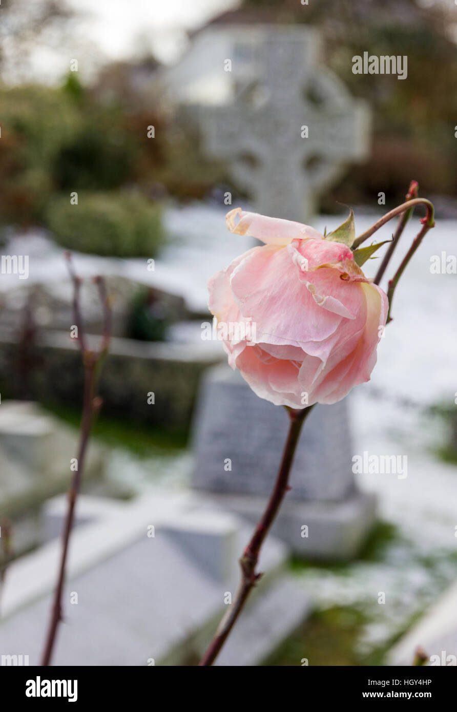 A single pink rose struggles against the cold weather in a quiet