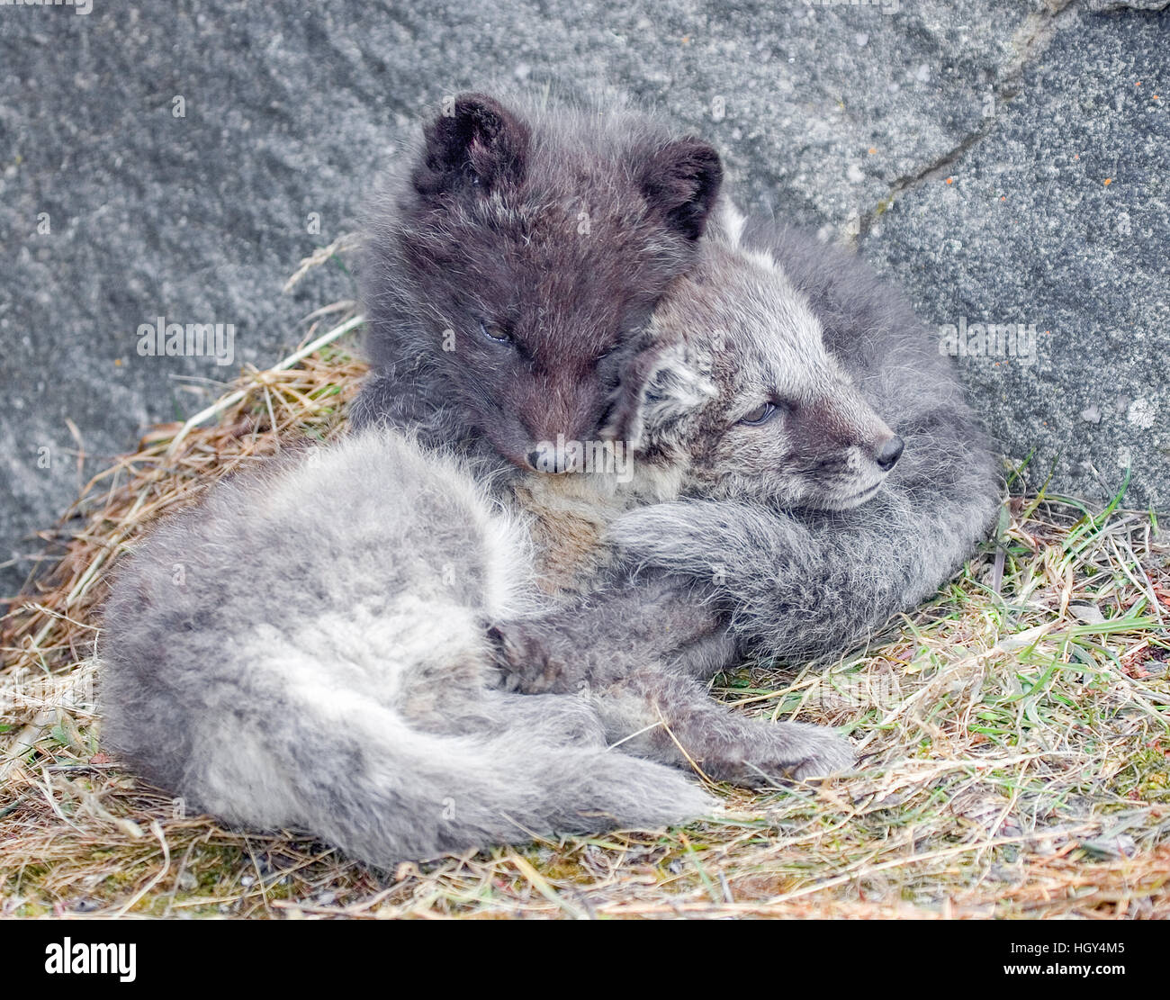 Greenland arctic fox hires stock photography and images Alamy