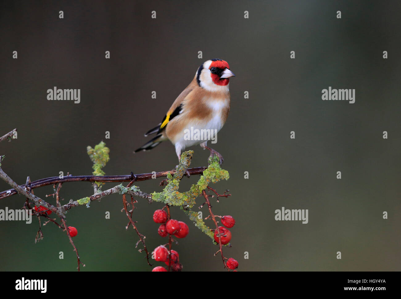 Goldfinch on a branch with berries Stock Photo