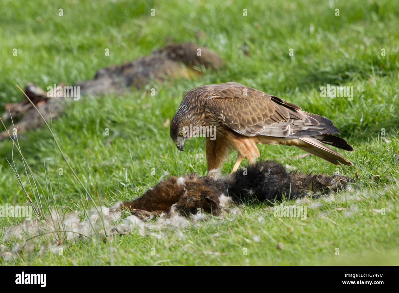 Swamp Harrier - feeding on dead possum Circus approximans Bruny Island ...