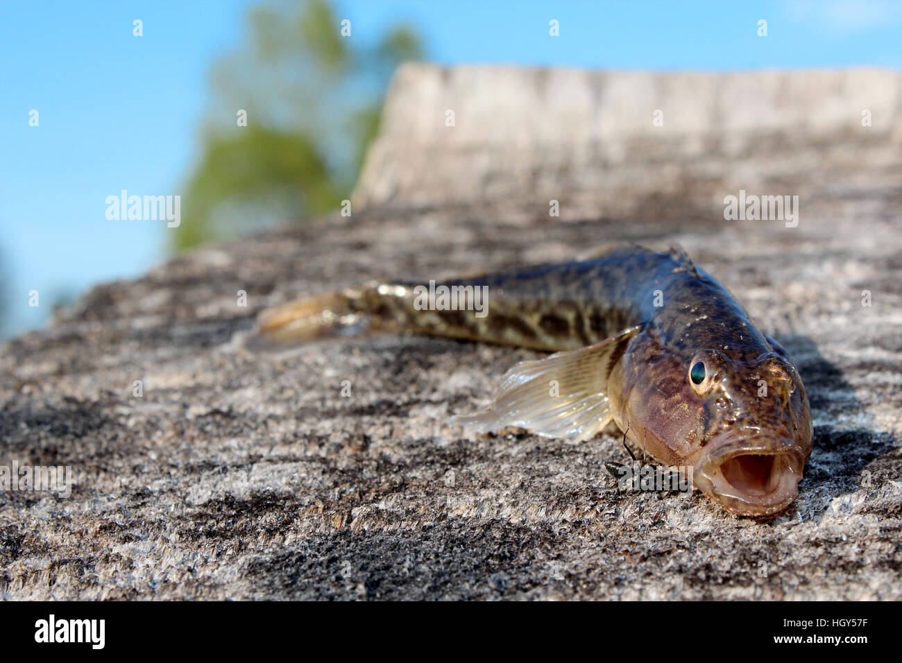 gudgeon caught and small ant near it Stock Photo