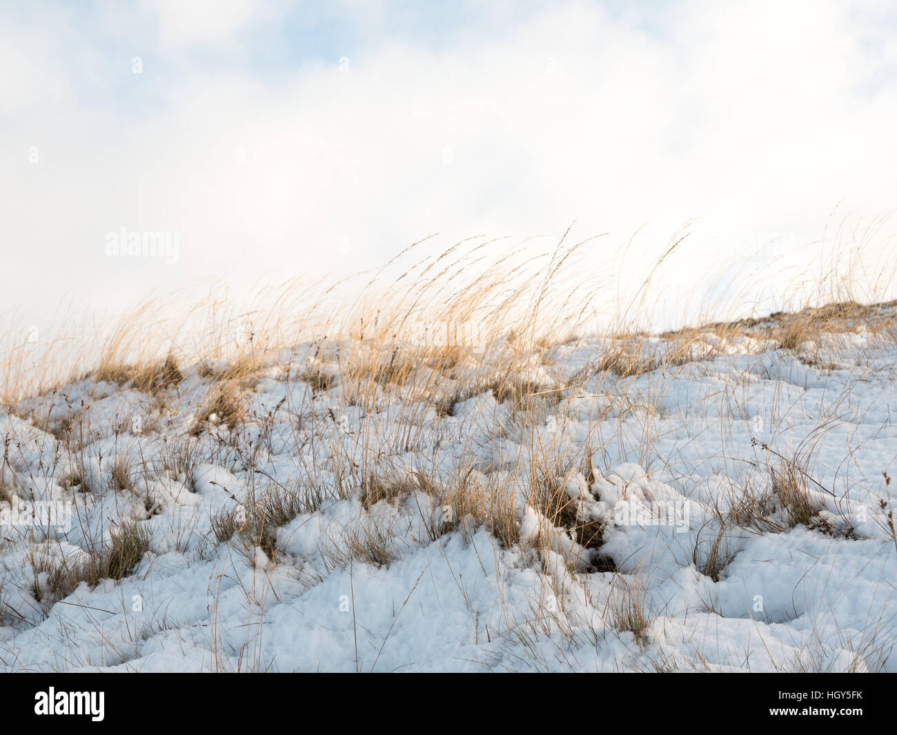 Grass in the snow Stock Photo Alamy