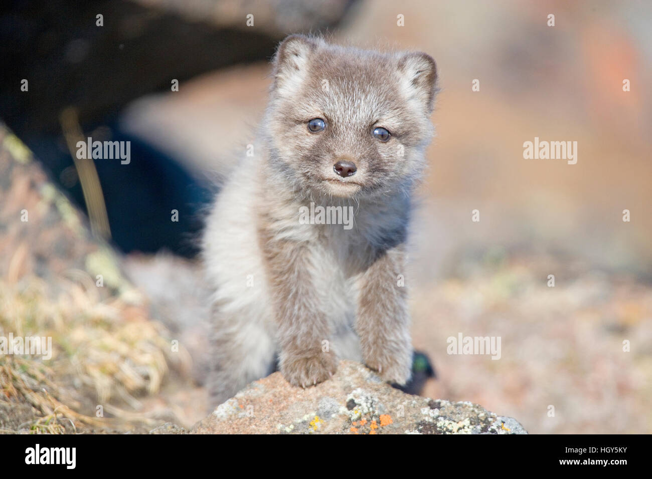 Arctic fox kit Stock Photo - Alamy