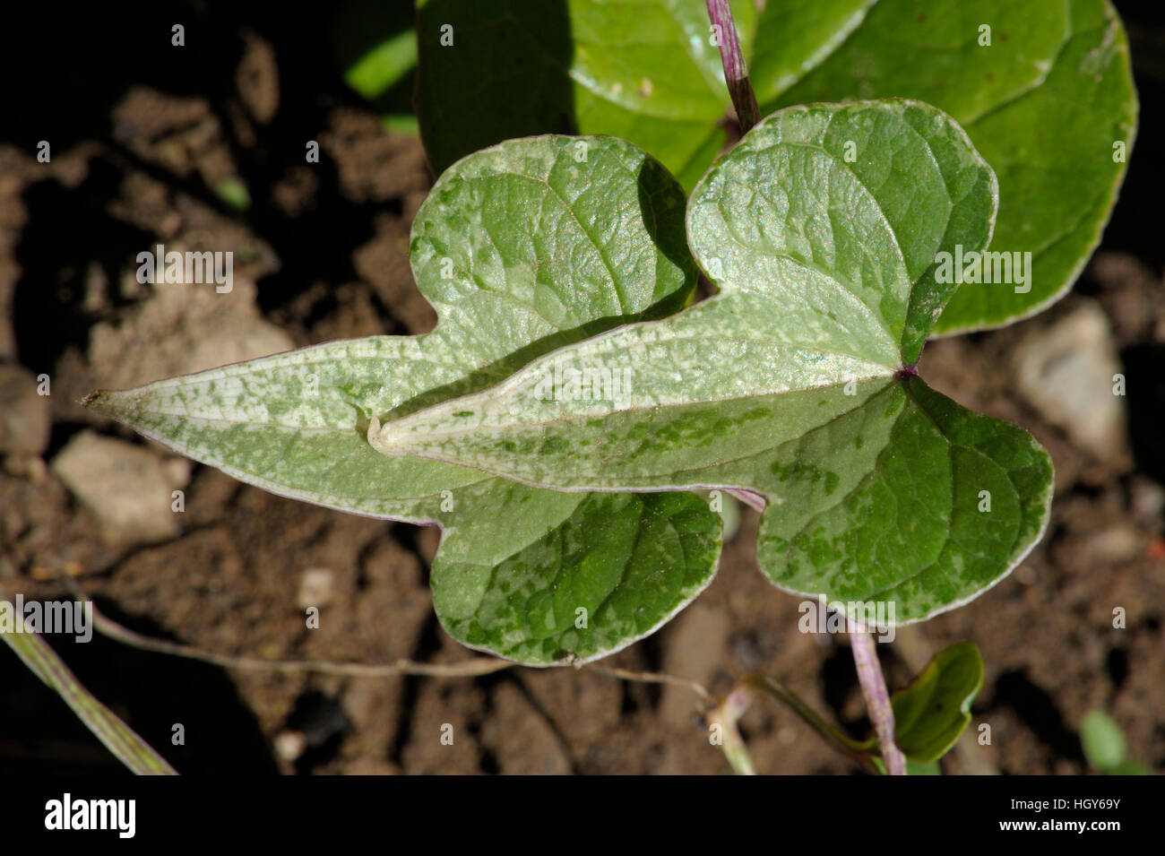 Dioscorea polystachya leaves Stock Photo