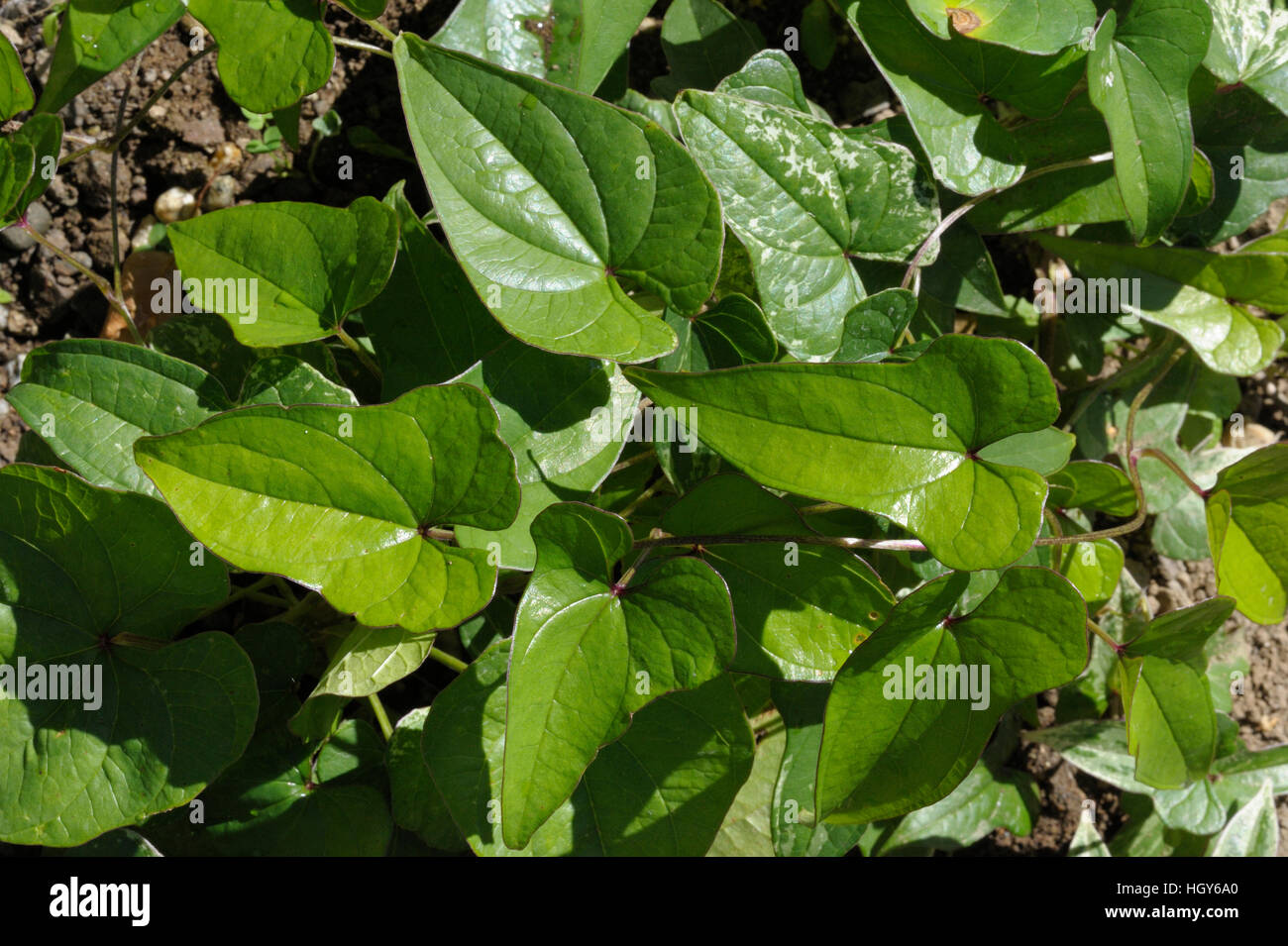 Dioscorea polystachya leaves Stock Photo