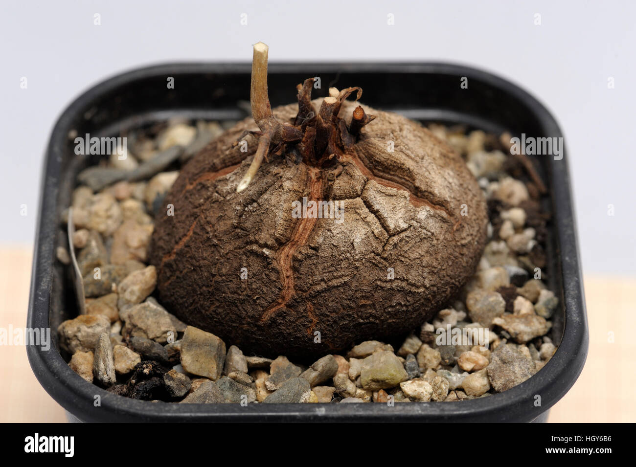 Dioscorea elephantipes Stock Photo - Alamy