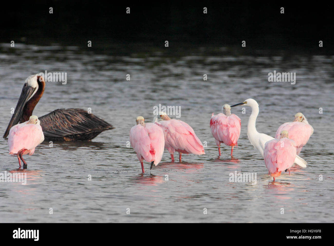 Roseate spoonbills (Platalea ajaja) standing in shallow water with Brown Pelican and Snowy Egret, Ding Darling NWR, Florida, USA Stock Photo