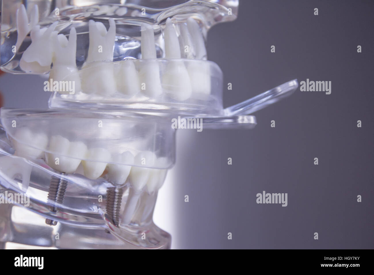 Silicone molds to make dentures inside a false mouth Stock Photo Alamy