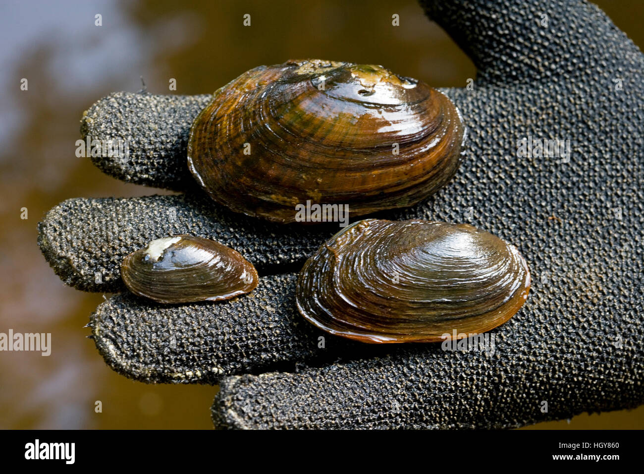 Dwarf Wedge Mussel (left), Eastern Elliptio (top), and Eastern