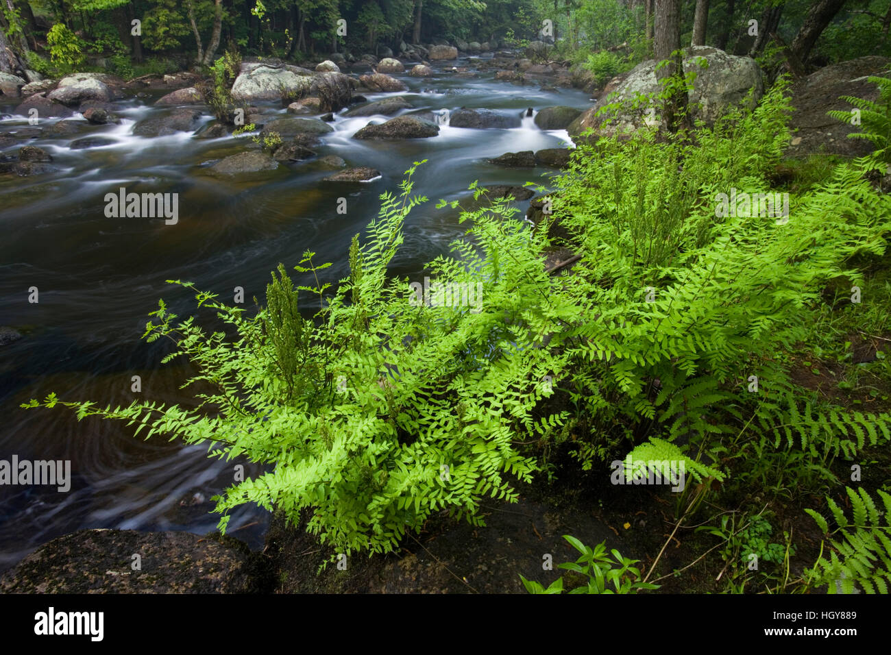 Royal ferns, Osmunda regalis, grow on the bank of the Ashuelot River near its source in Washington, New Hampshire. Stock Photo