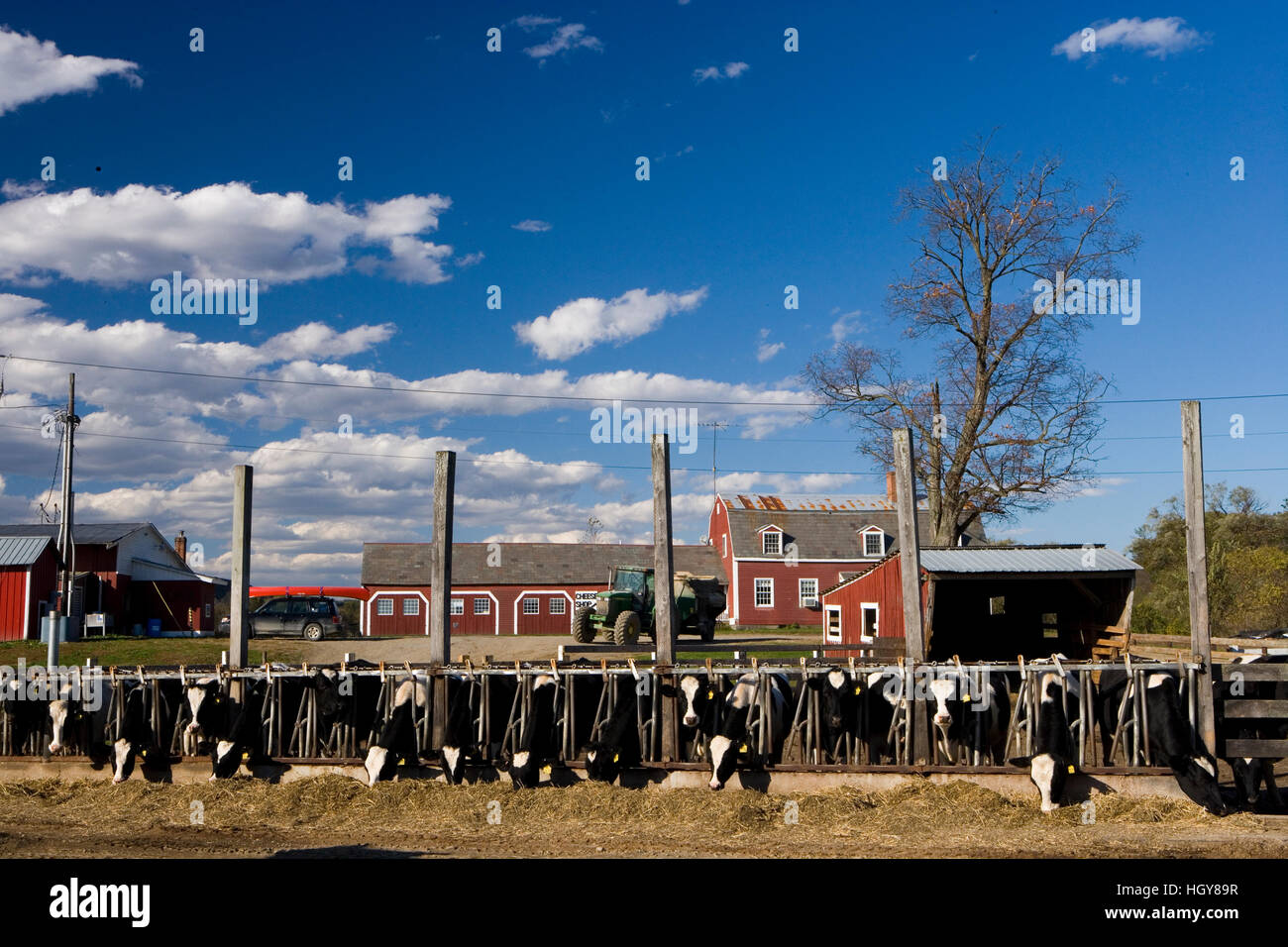 Walpole straw hires stock photography and images Alamy