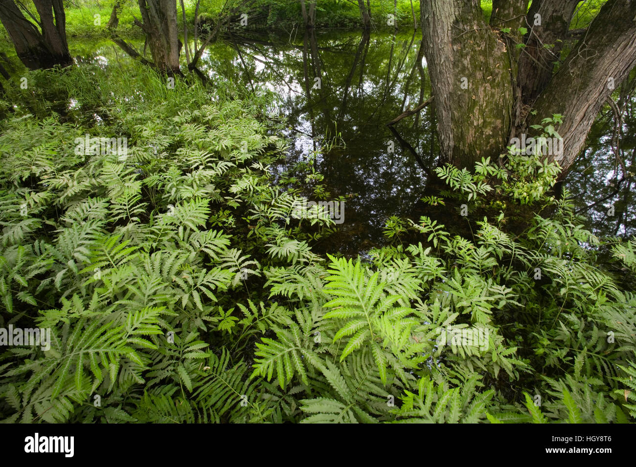 A silver maple floodplain forest in Bedel Bridge State Park, Haverhill, New Hampshire. Stock Photo