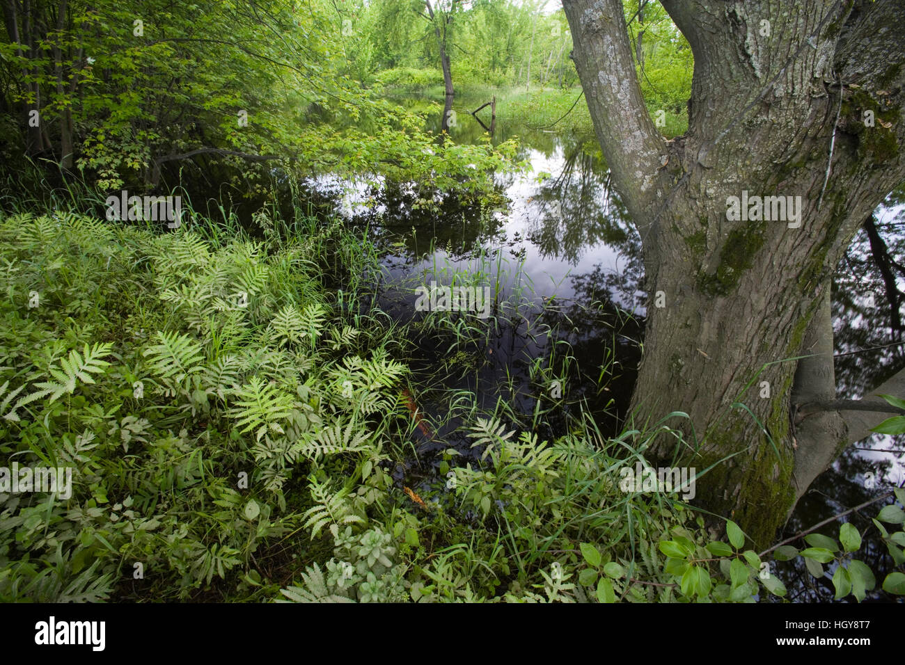 A silver maple floodplain forest in Bedel Bridge State Park, Haverhill, New Hampshire. Stock Photo