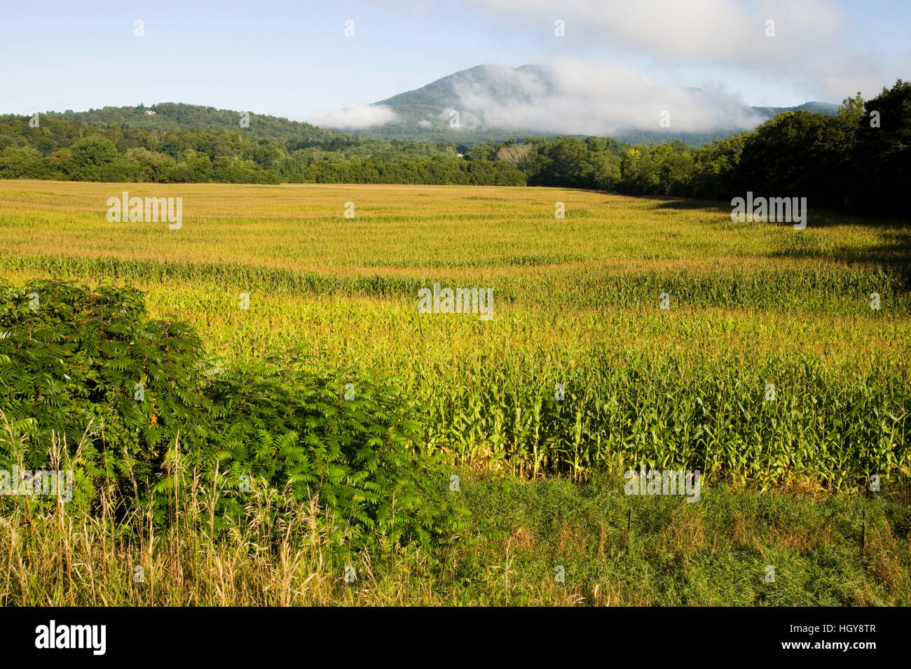 A field of corn in Claremont, New Hampshire. Mount Ascutney is in the