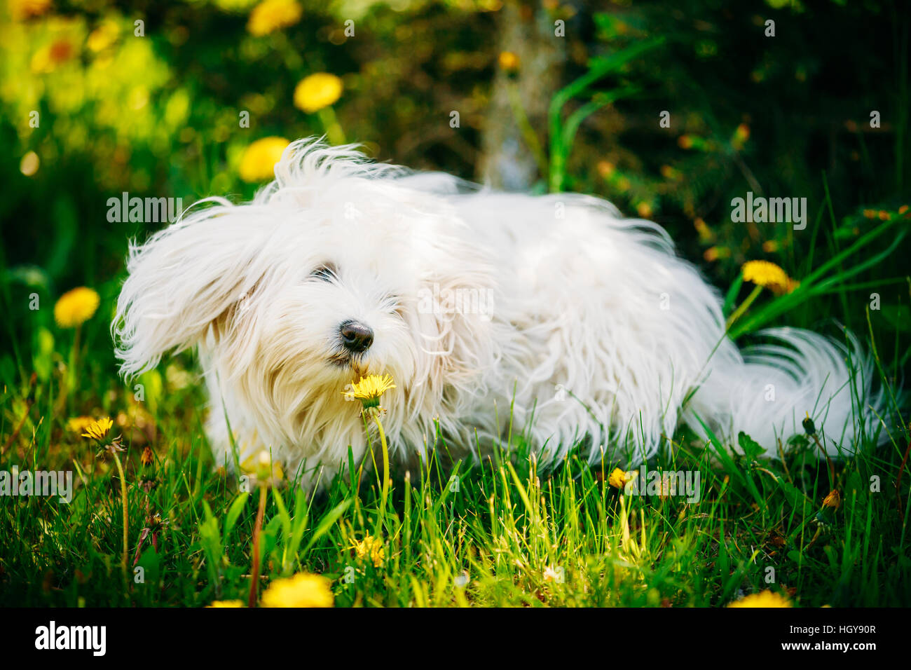 White Bichon Bolognese Dog Sitting In Green Grass and sniffs dandelion
