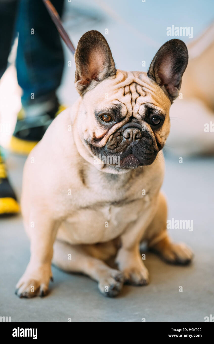 The French Bulldog is a small breed of domestic dog Stock Photo