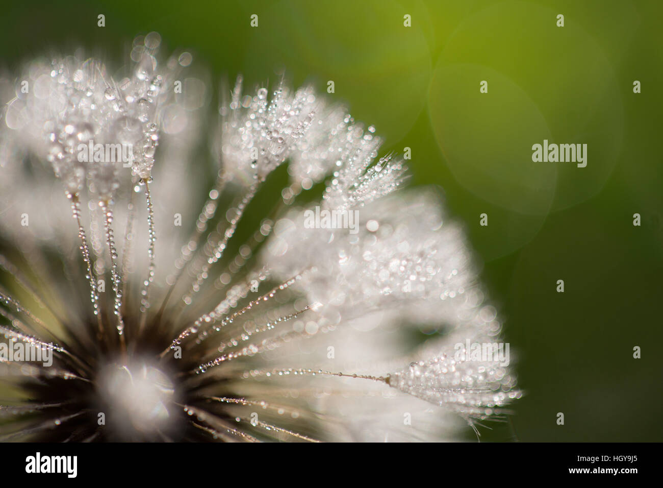 Wet dandelion closeup Stock Photo