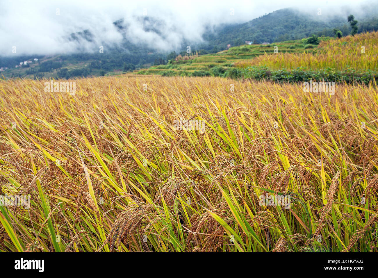 Rice Field Harvest