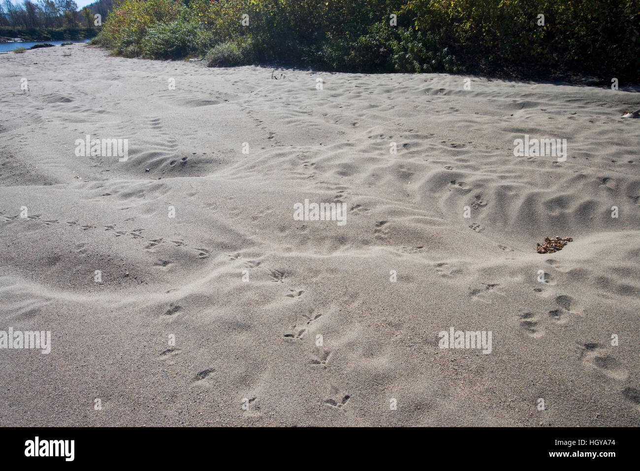 Animal tracks on a sandy bank of the Connecticut River in Maidstone, Vermont. Stock Photo