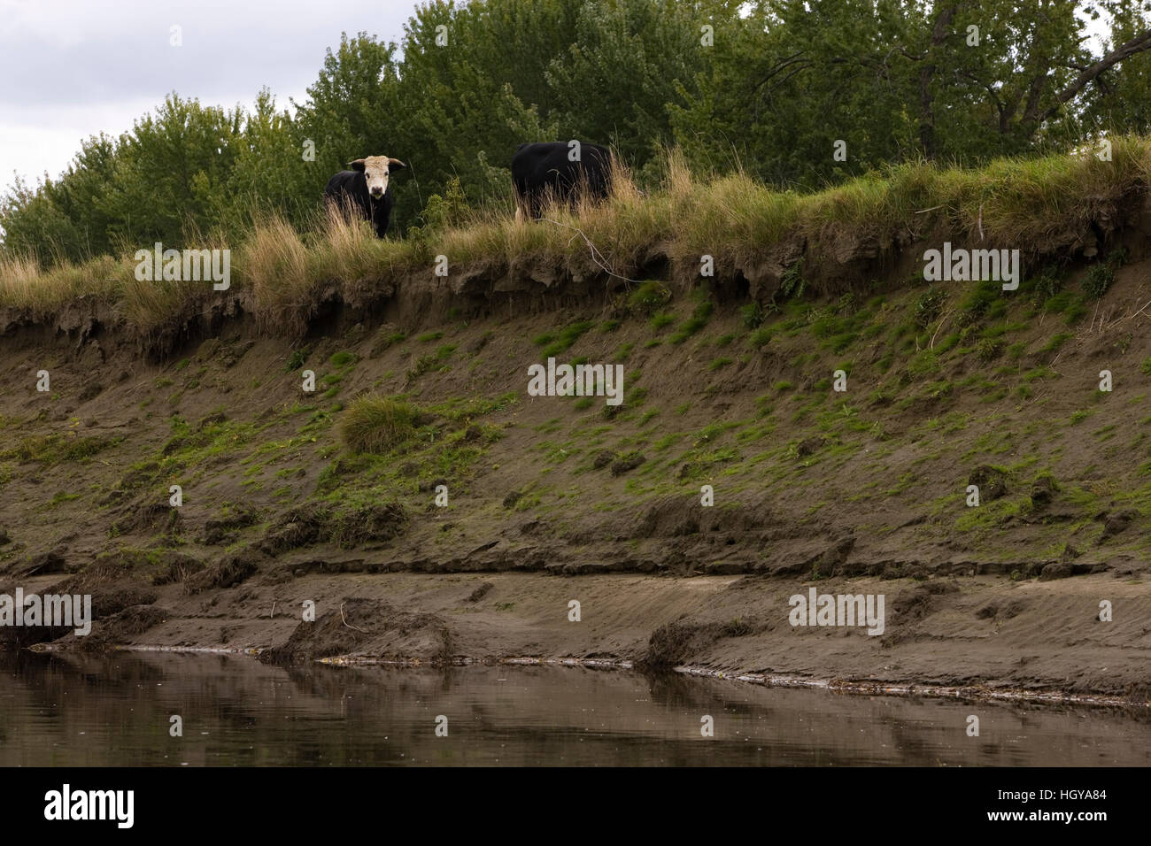 Cattle on the bank above the Connecticut River in Maidstone, Vermont. Stock Photo