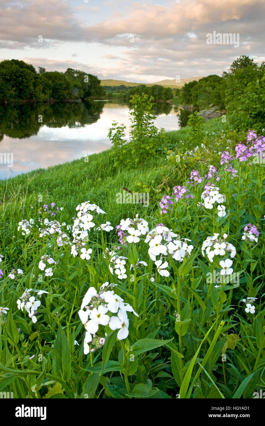 A farm on the banks of the Connecticut River in Newbury, Vermont.  Phlox. Stock Photo