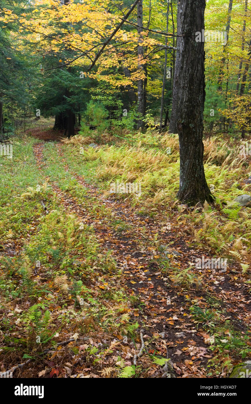 An old woods road in West Fairlee, Vermont.  Brushwood Community Forest project. Stock Photo