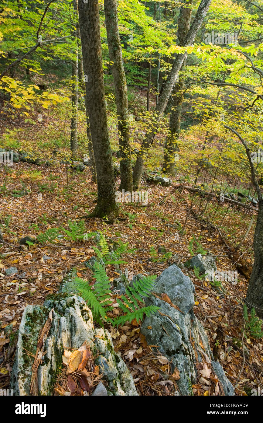 A hardwood forest in West Fairlee, Vermont.  Brushwood Community Forest project. Stock Photo