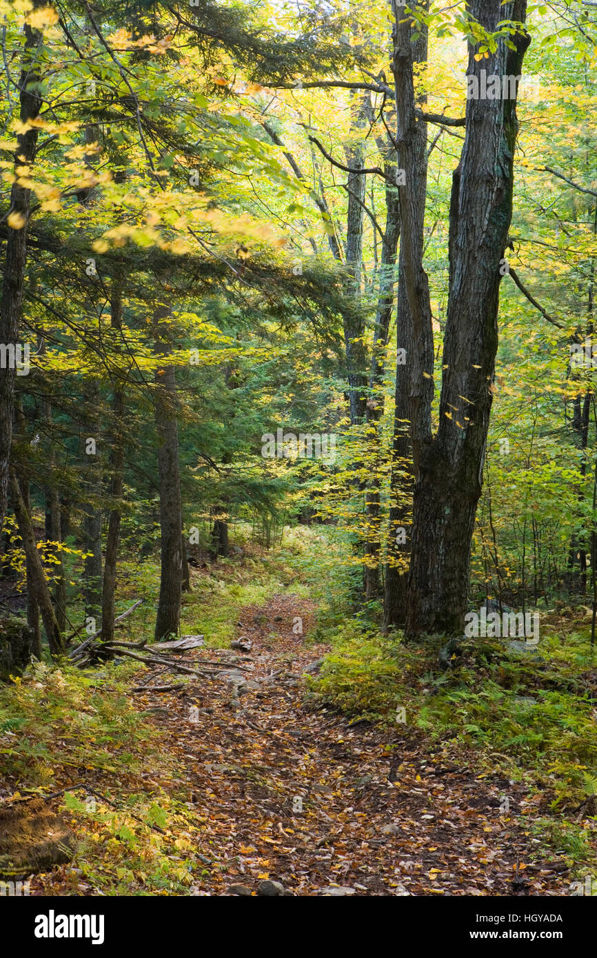 An old woods road in West Fairlee, Vermont.  Brushwood Community Forest project. Stock Photo