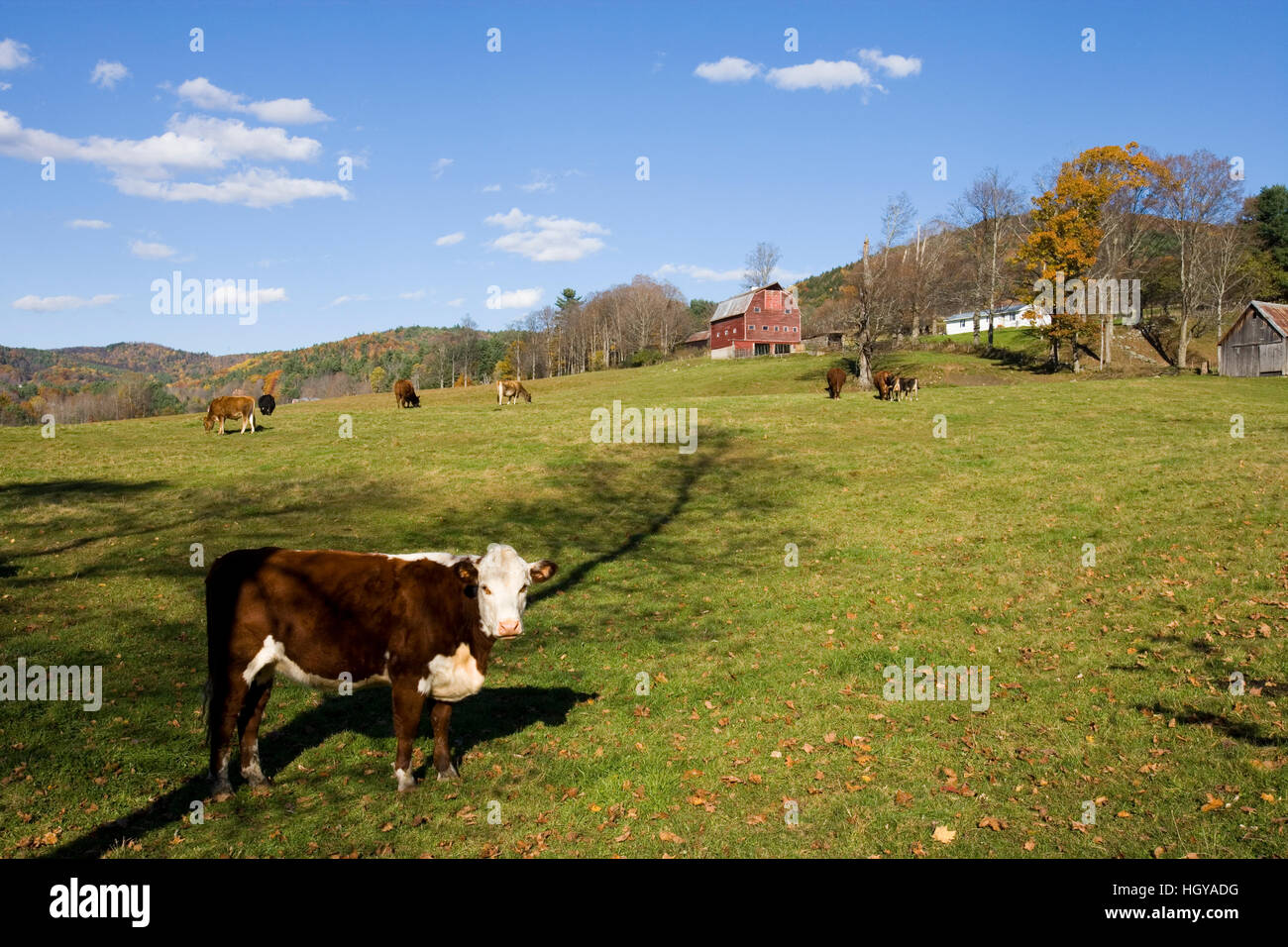 Cows on a farm in West Fairlee, Vermont.  Blood Brook Road. Stock Photo