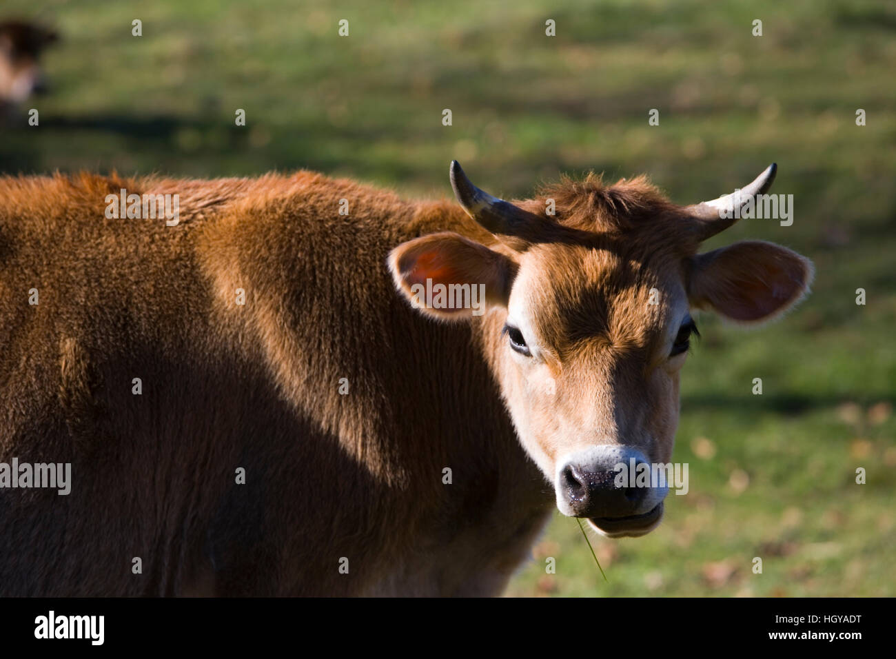 Young bull on a farm in West Fairlee, Vermont. Stock Photo