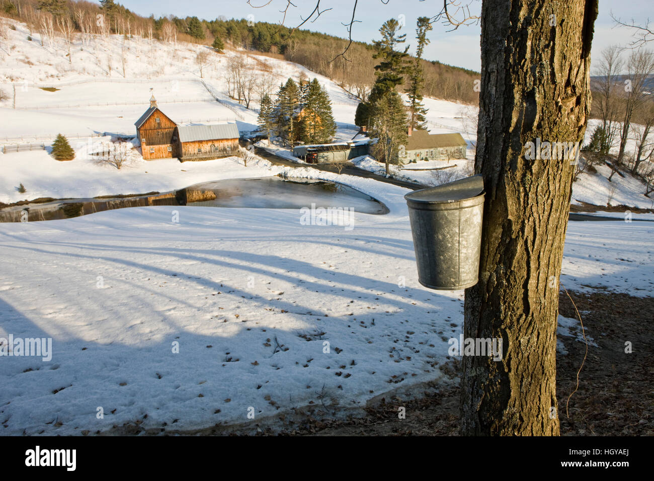 Sap buckets on maple trees on a farm in Pomfret, Vermont Stock Photo