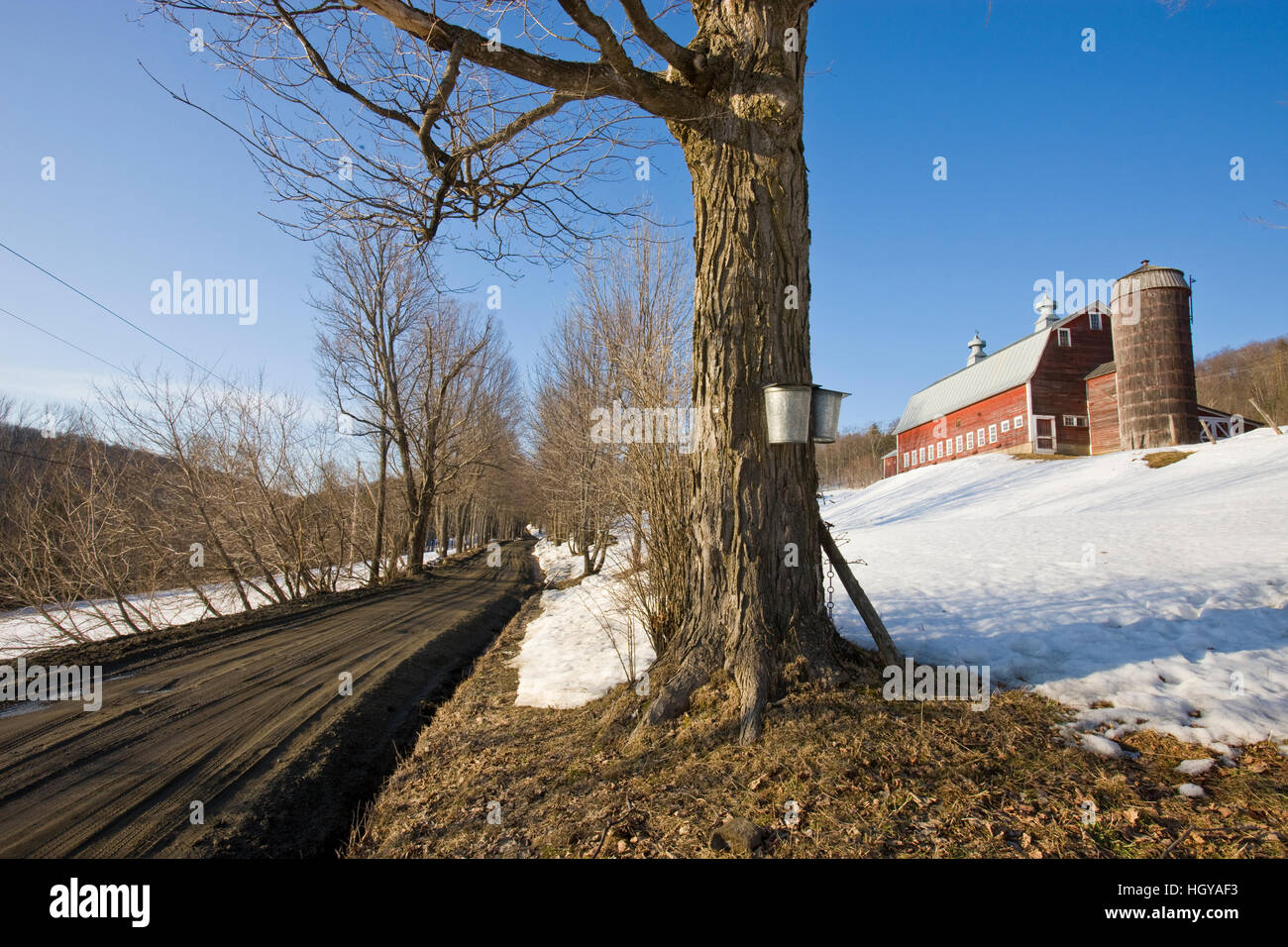 Sap buckets on maple trees on a farm in Pomfret, Vermont Stock Photo