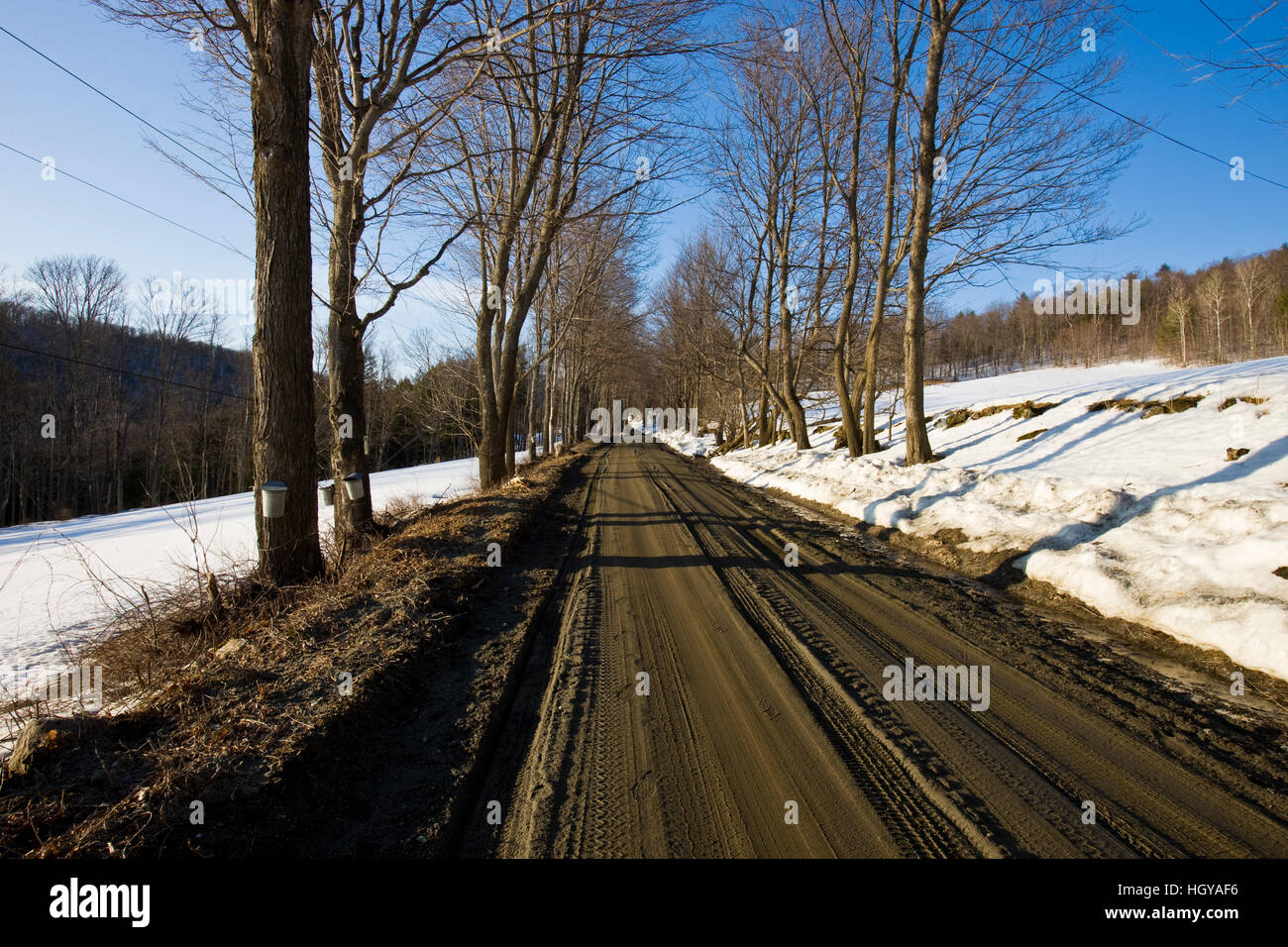 Sap buckets on maple trees on a dirt road in Pomfret, Vermont. Stock Photo