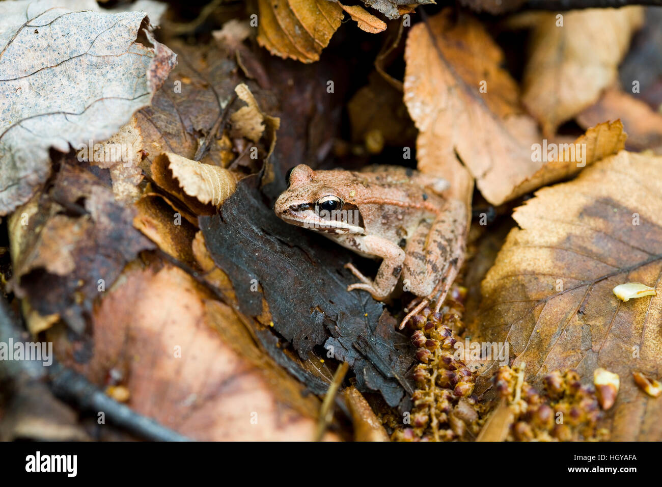 Wood Frog, Rana sylvatica, at the Mass Audubon Arcadia Wildlife Sanctuary in Northampton, Massachusetts. Stock Photo