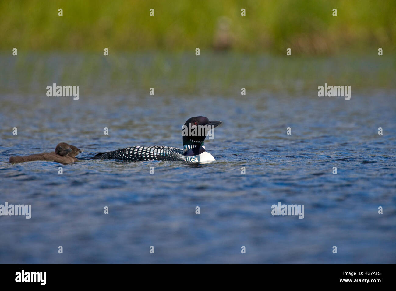 A common loon, Gavia immer, with two chicks on East Inlet in Pittsburg, New Hampshire.  A pond upstream of Second Connecticut Lake. Stock Photo