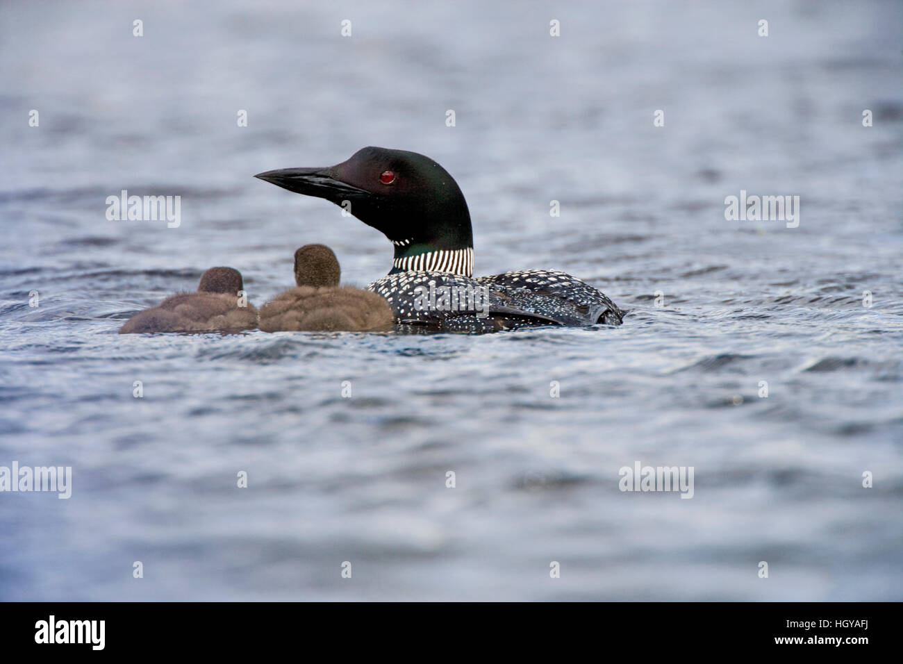 A common loon, Gavia immer, with two chicks on East Inlet in Pittsburg, New Hampshire.  A pond upstream of Second Connecticut Lake. Stock Photo