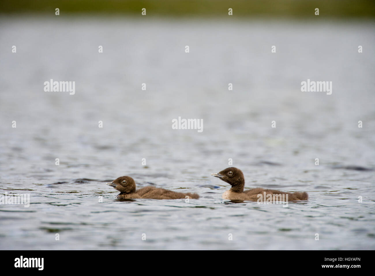 Common loon chicks, Gavia immer,  on East Inlet in Pittsburg, New Hampshire.  A pond upstream of Second Connecticut Lake. Stock Photo