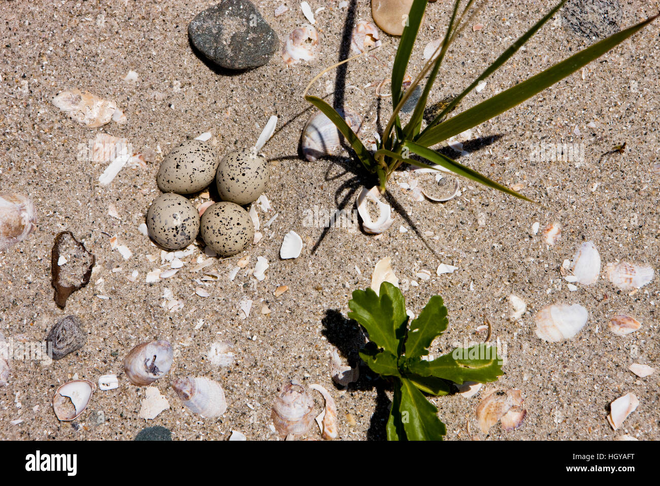 Piping plover on eggs hires stock photography and images Alamy