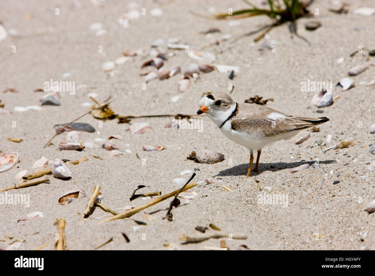 A Piping plover, Charadrius melodus, on Long Beach in Stratford, Connecticut. Adjacent to the Great Meadows Unit of McKinney National Wildlife Refuge. Stock Photo