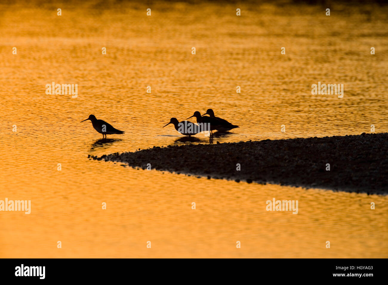 Shorebirds at sunrise at the mouth of the Connecticut River in Old Lyme, Connecticut.  The Nature Conservancy's Griswold Point Preserve. Stock Photo